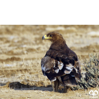 گونه عقاب صحرایی Aquila nipalensis